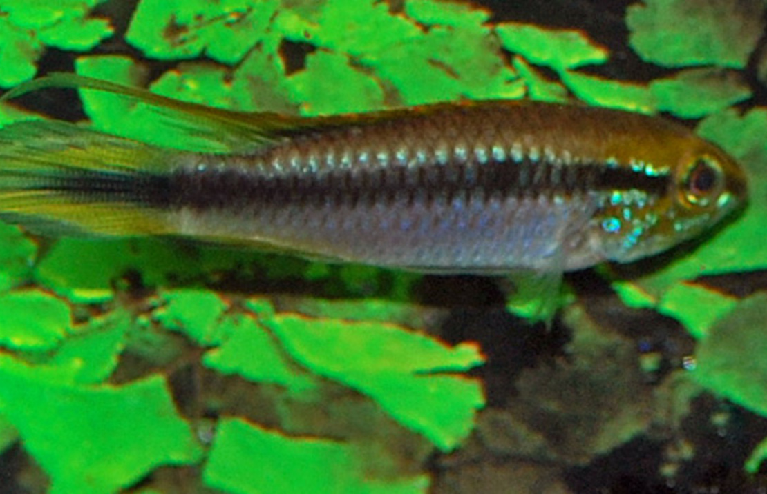 CichlidÉ Nain D'agassiz