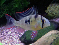 Boliviaanse Ramirezi