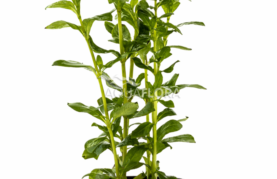 Hygrophila Polysperma - Pe