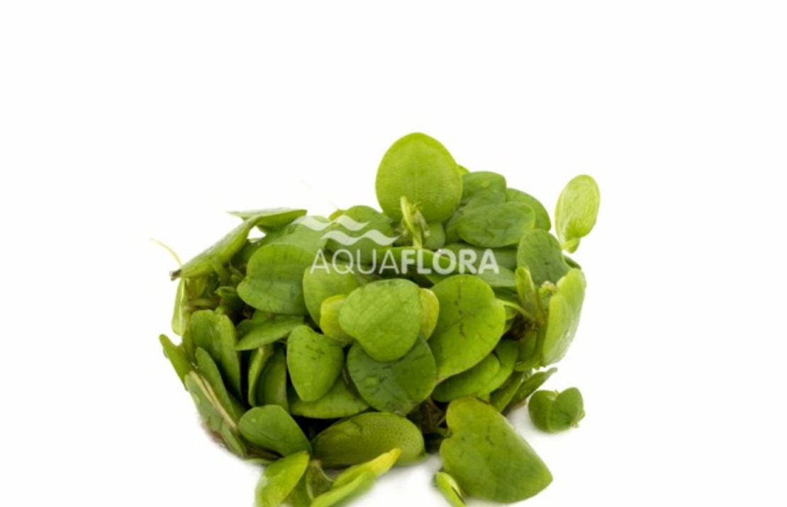 Limnobium Laevifolium - In Vitro Cup