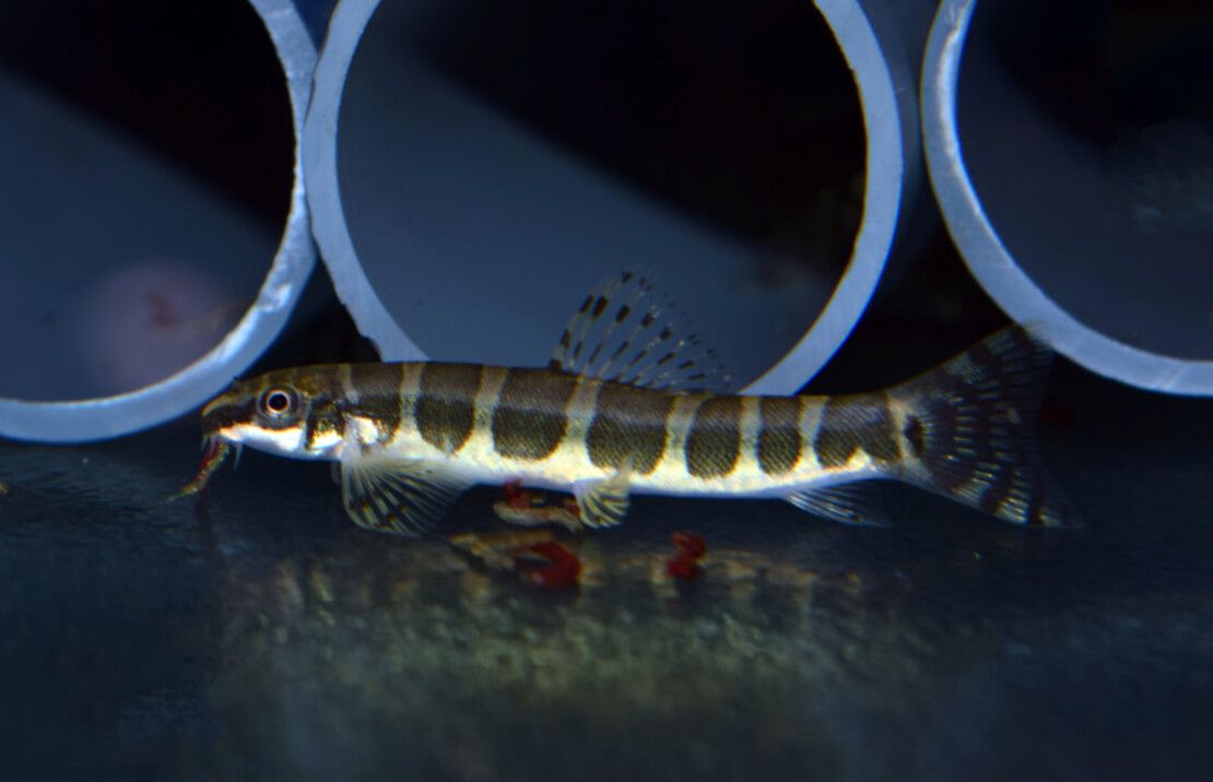 Loche Serpenticobitis Octozona