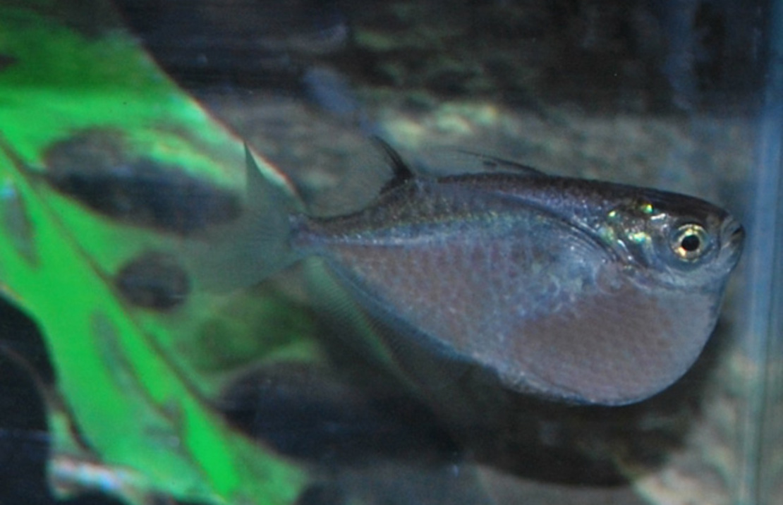 Poisson Hachette ArgentÉ