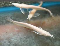 Silber Arowana Albino