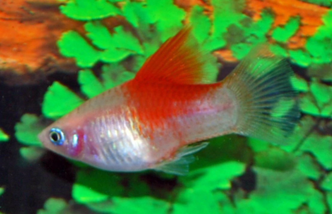 Platy Blanc Red Top