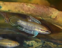 Gourami RÉglisse Bintan