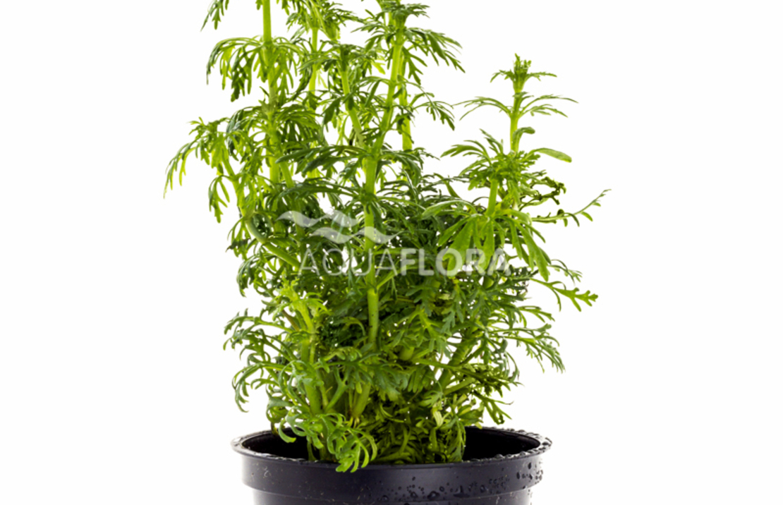 Limnophila Heterophylla - Pe