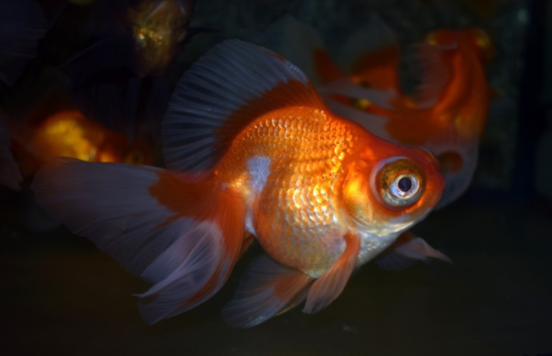 Fantail Butterfly Mix