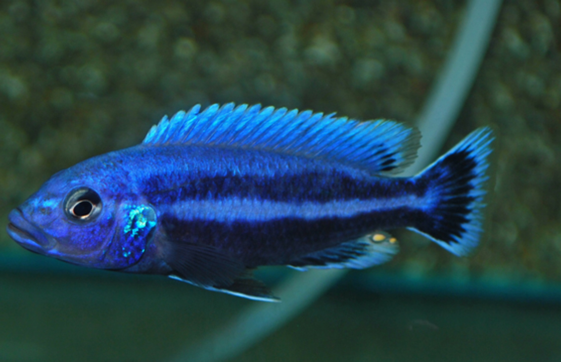 CichlidÉ Malawi Chipokae