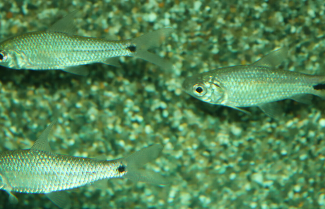 Tetra Macrolepis