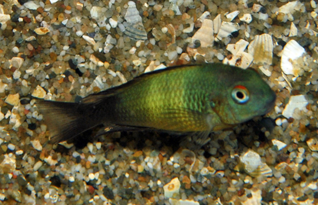 Brabantbuntbarsch Ikola