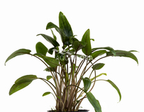 Cryptocoryne Moehlmannii - Pe