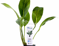 Anubias Congensis - Pe