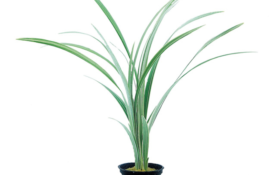 Ophiopogon Japonica 'variegatus' - Pt