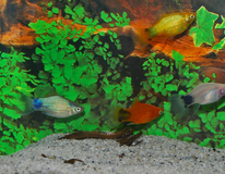 Platy Mickey Mix