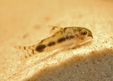 Corydoras Nain