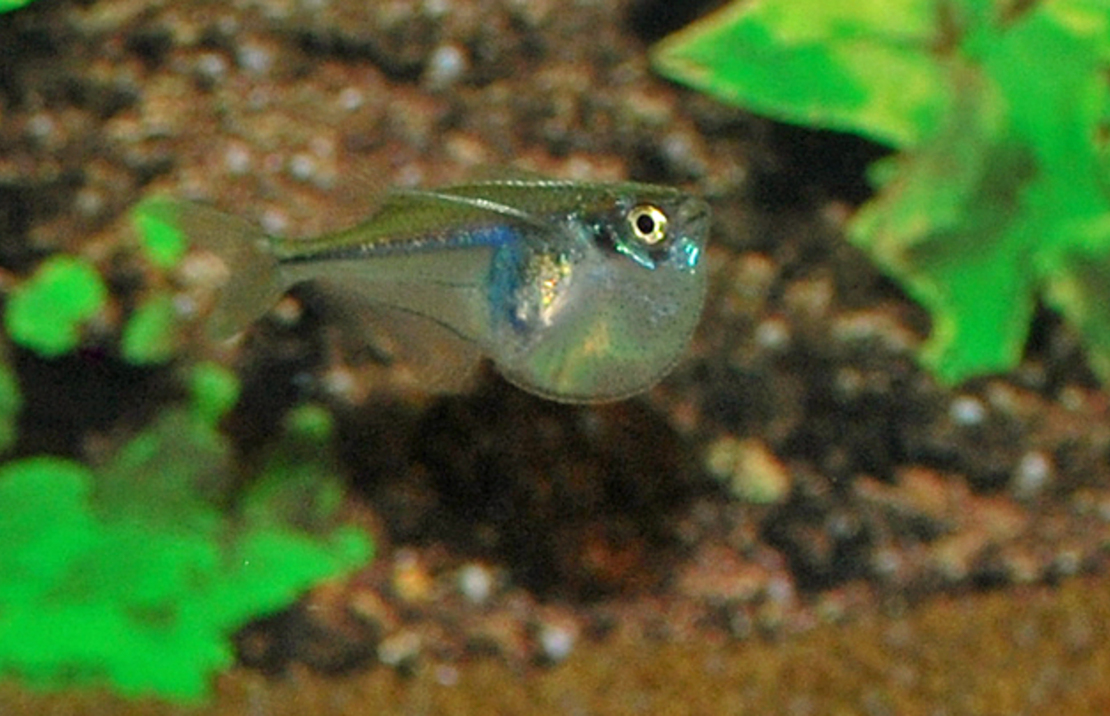 Poisson Hachette PygmÉ