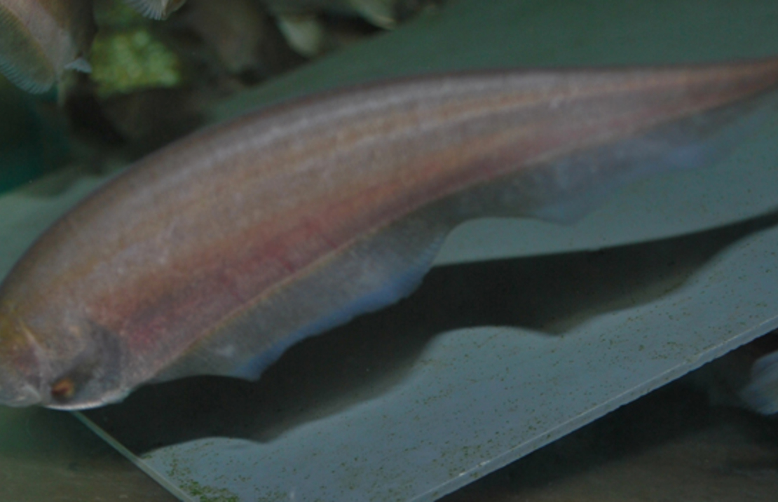 Poisson Couteau Africain