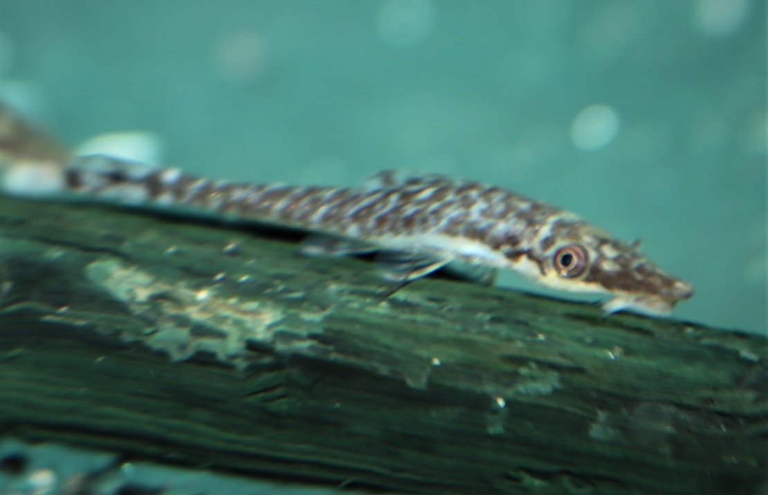 Hypoptopoma Cf. Psilogaster