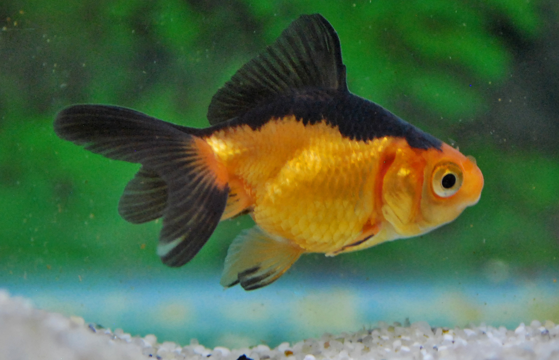 Voile De Chine Rouge/noir