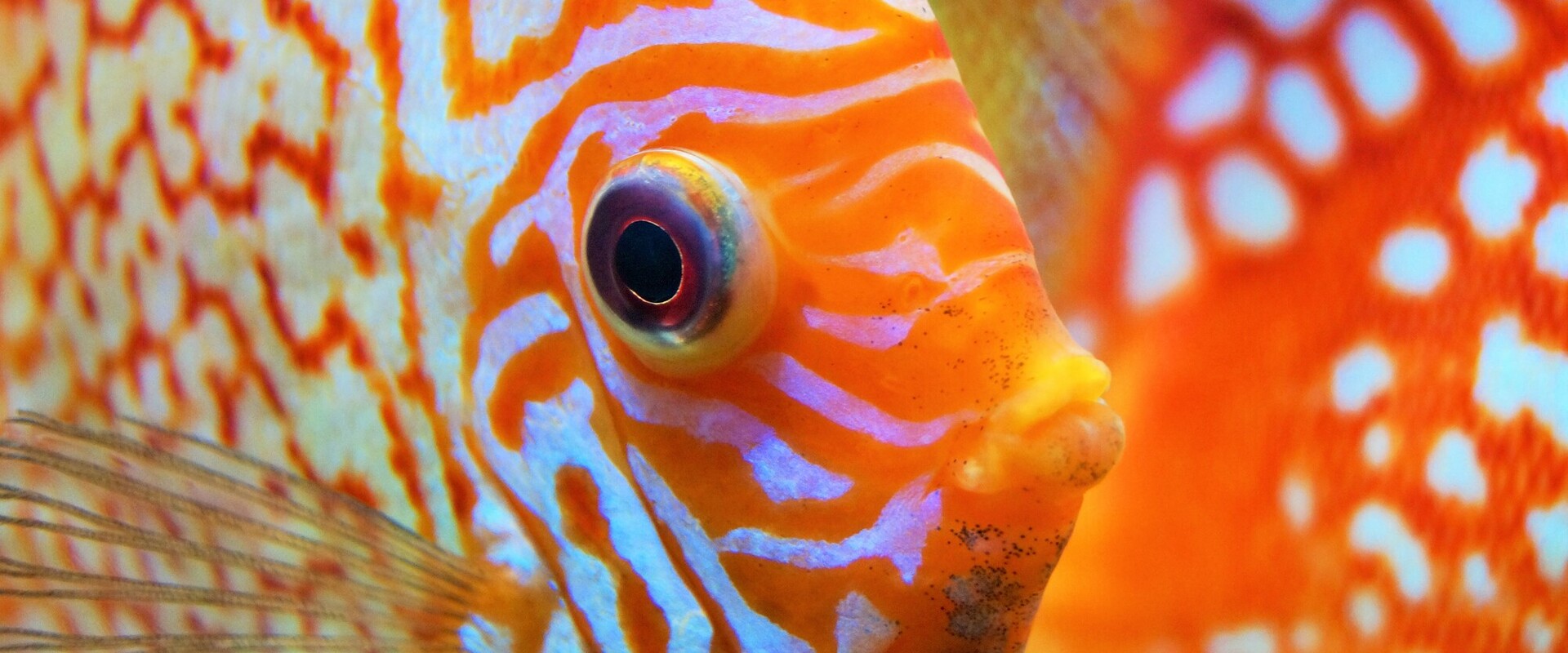 Ruinemans Group : Partner für die Zoohandlung