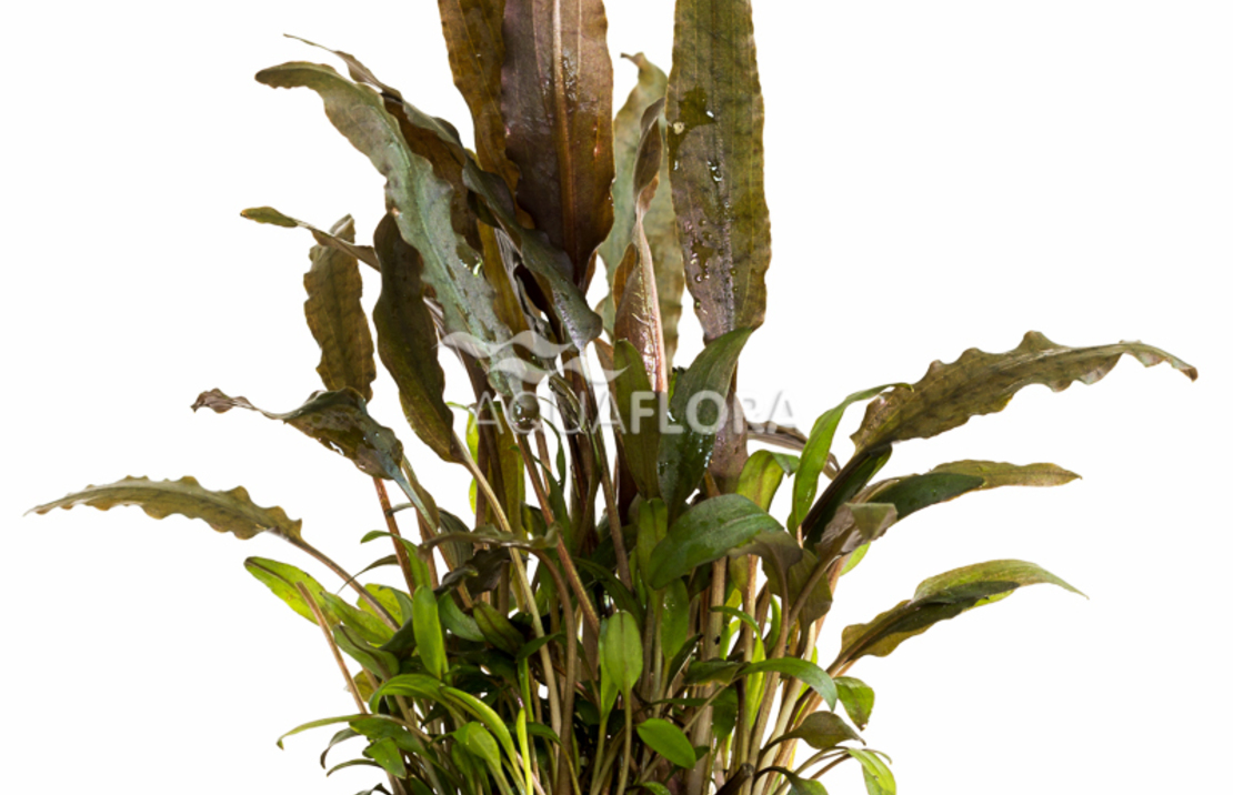 Cryptocoryne Walkeri - Pe