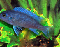 CichlidÉ Malawi Cobalt Bleu