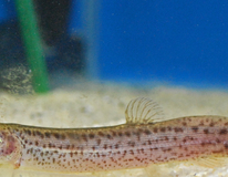 Ostasiatischer Schlammpeitzger