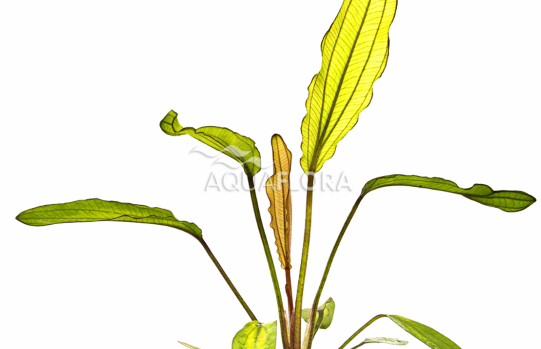 Echinodorus 'red Diamond' - Pe