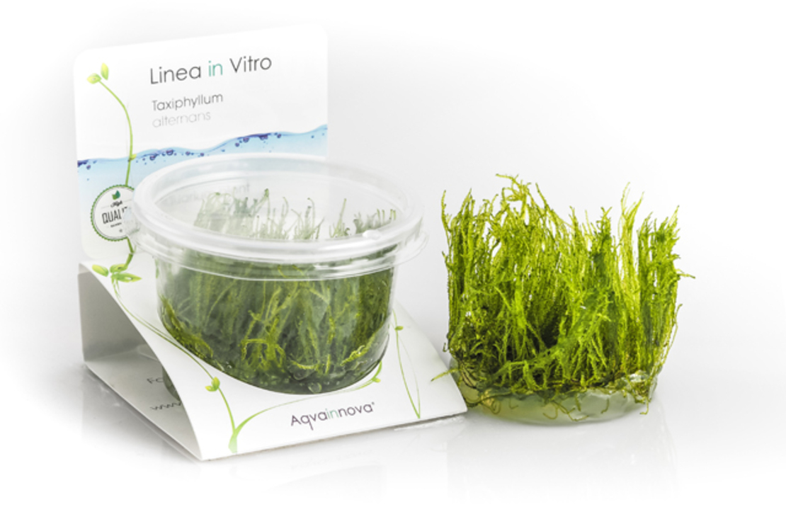 Taxiphyllum Alternans (taiwan Moss) - In Vitro Cup