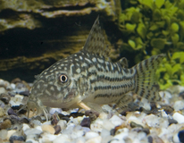 Corydoras De Sterba
