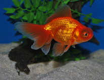 Fantail Telescope Red