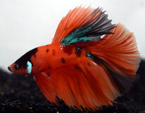 Combattant Half Moon Nemo (mÂle)