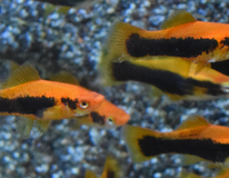 Zwaarddrager Rood Tuxedo