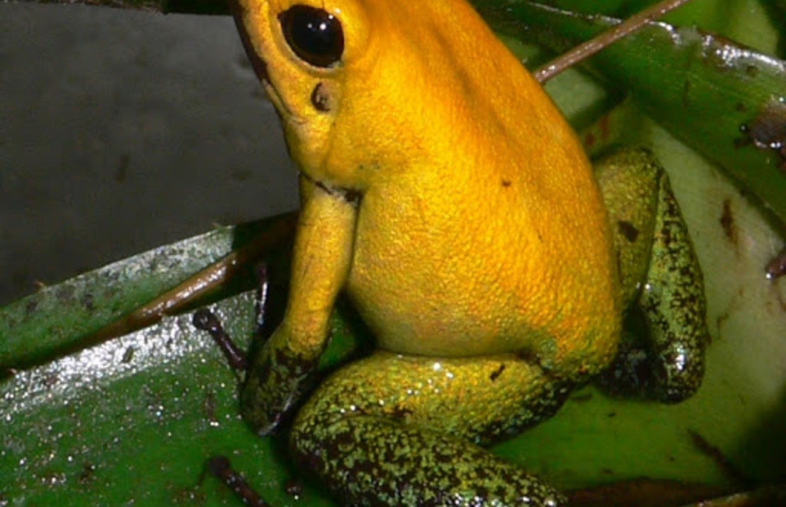 Phyllobate Bicolor