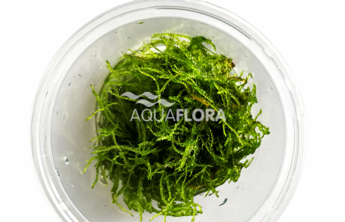 Taxiphyllum Barbieri - In Vitro Cup
