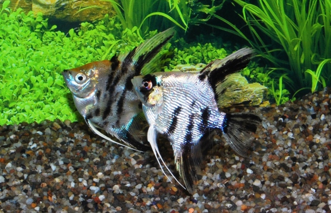 Scalaire Koi  Diamant