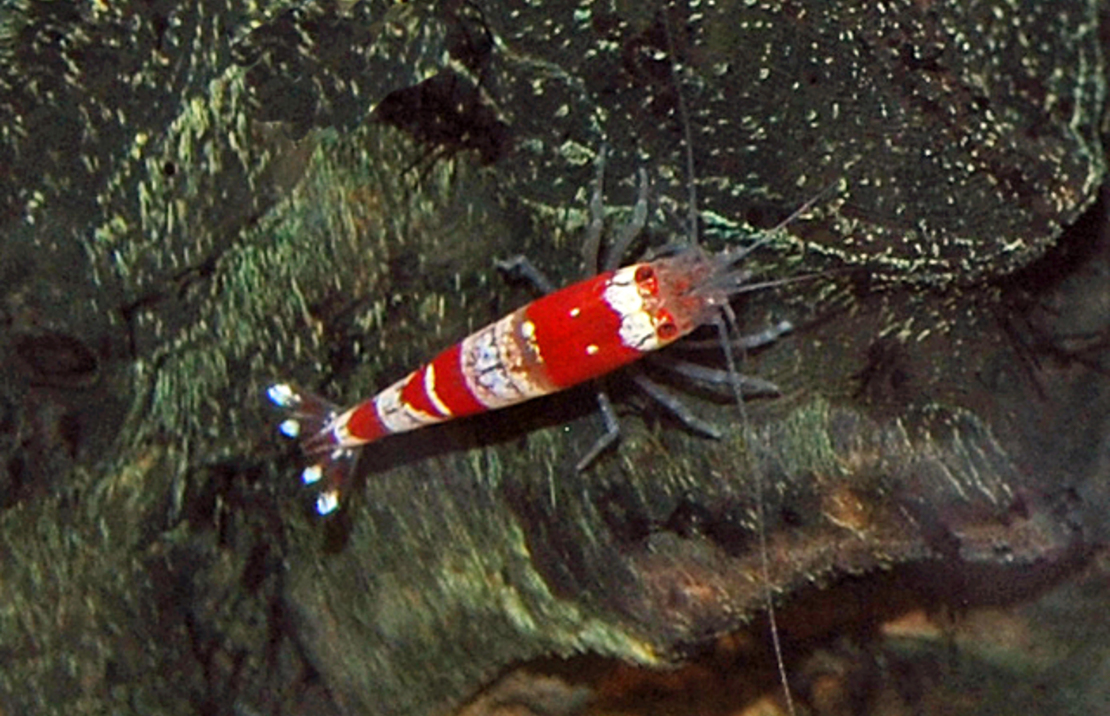 Crystal Red Shrimp