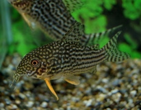 Corydoras De Sterba