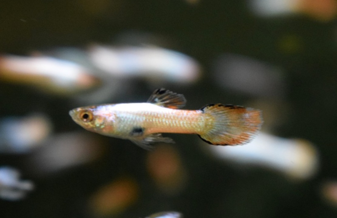 Guppy Endler Neon Rosa Weiss Mann
