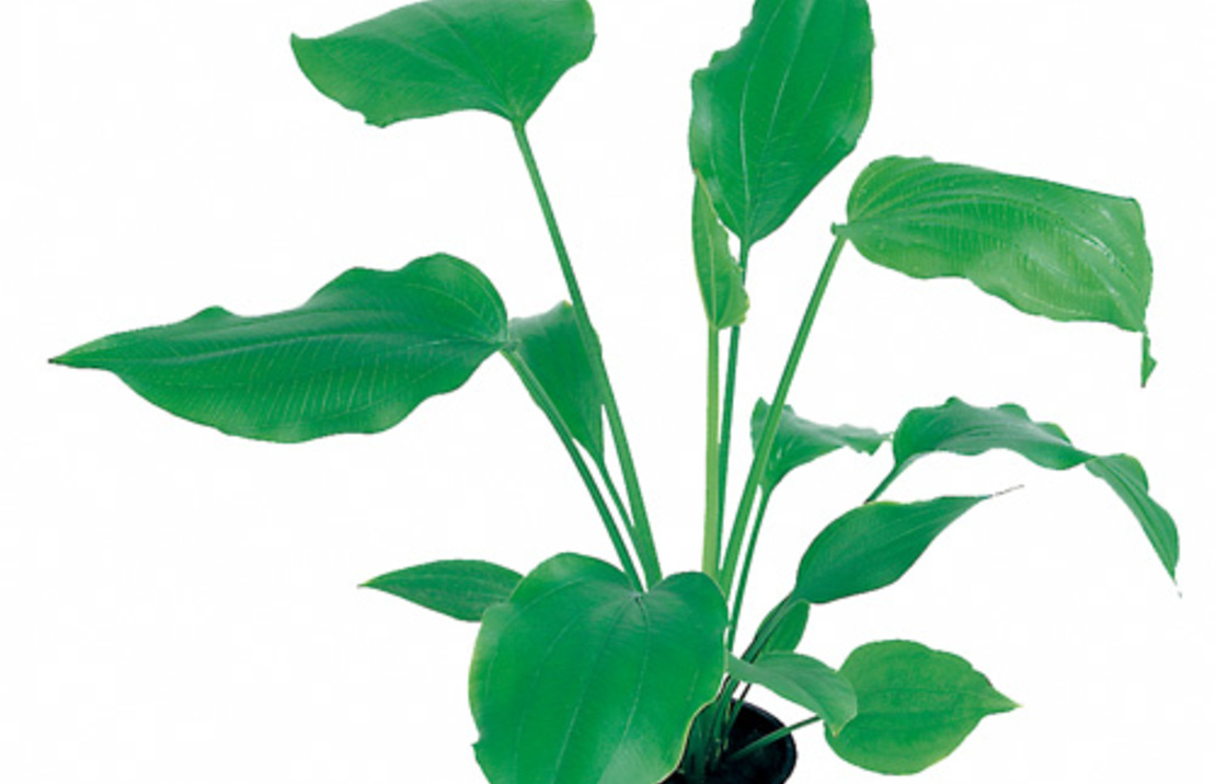 Echinodorus Palifolius - Pe