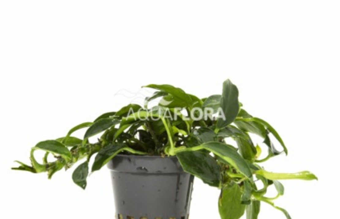 Anubias Barteri Var. Nana 'paxing' - Pe