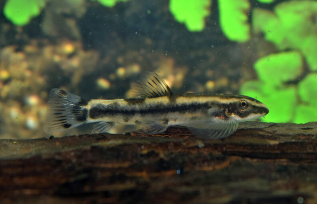 Panda Goby 