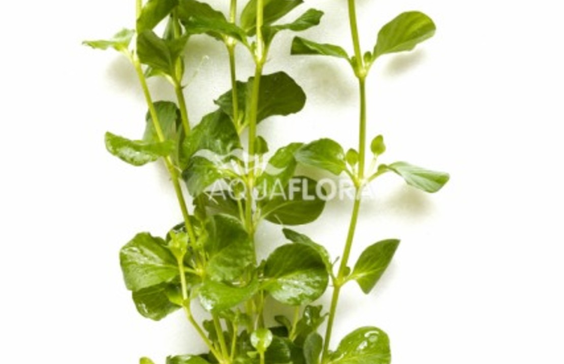 Lysimachia Nummularia - Ba