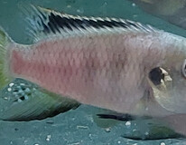 CichlidÉ Nigrodorsalis 