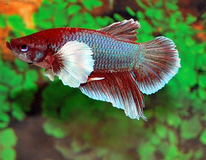 Betta Dumbo Ear Male