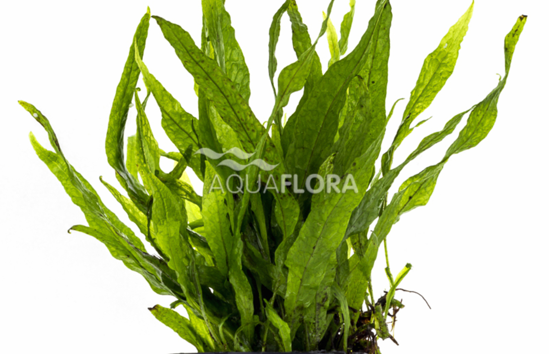 Microsorum Pteropus 'petit' - Pe