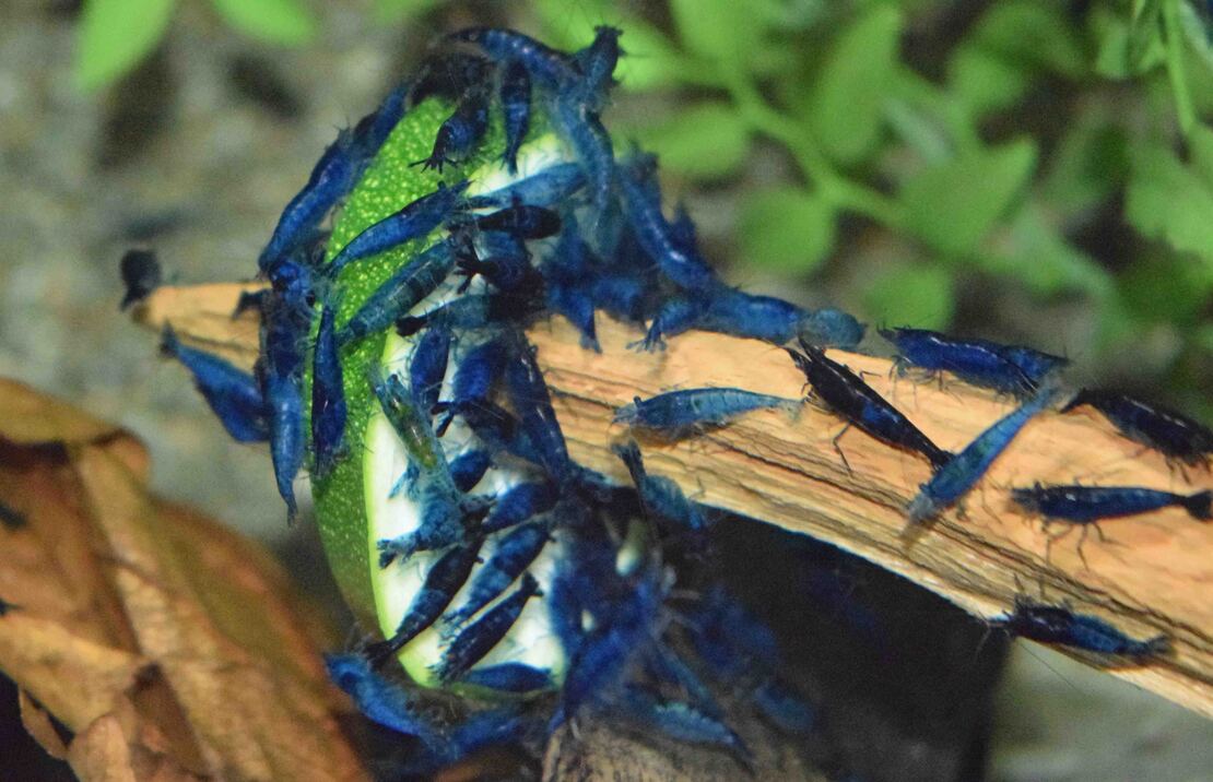 Blue Velvet Garnele