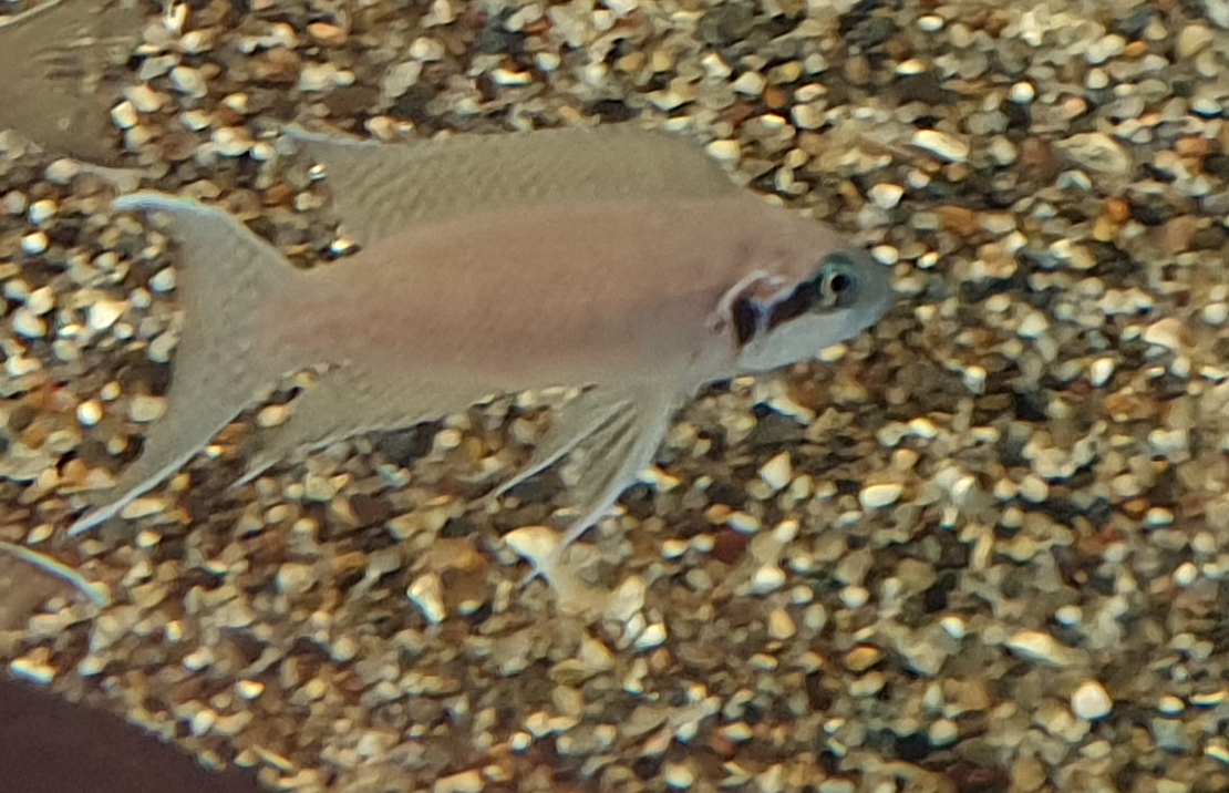 Tanganyika Cichlide Daffodil