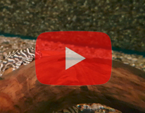 L333 Maze Zebra Pleco