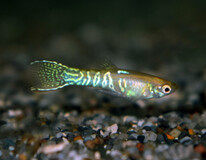 Guppy Endler Snakeskin Gold (m/f)